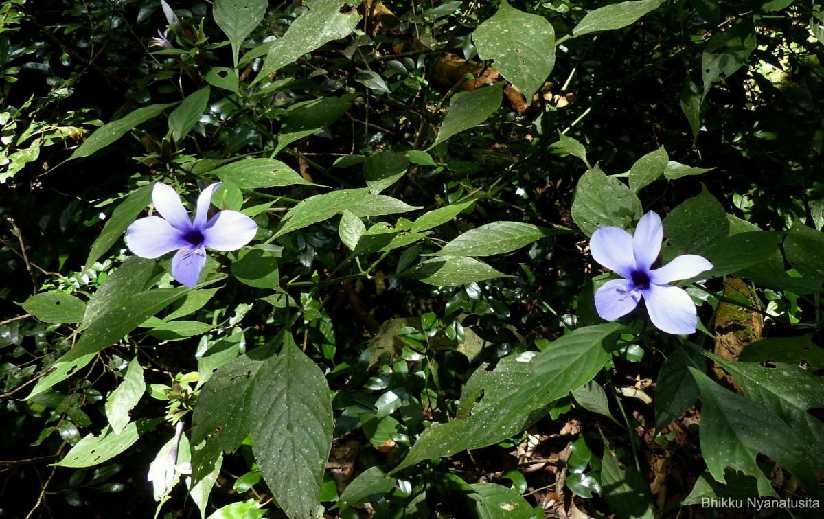 Barleria involucrata Nees